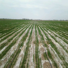 2014年新疆吉木莎尔县利用禾康改良盐碱荒地种植小麦取得成功(图2)