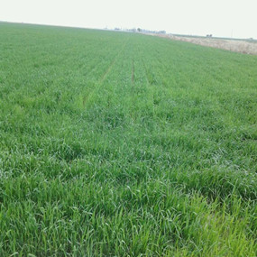 2014年新疆吉木莎尔县利用禾康改良盐碱荒地种植小麦取得成功(图4)