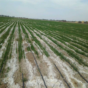 2014年新疆吉木莎尔县利用禾康改良盐碱荒地种植小麦取得成功(图1)