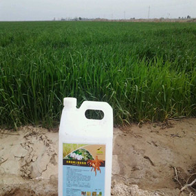 2014年新疆吉木莎尔县利用禾康改良盐碱荒地种植小麦取得成功(图3)