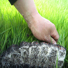 2014年水稻育苗应用禾康效果明显，苗齐、苗壮，根系发达，病害减少(图1)