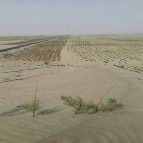 盐碱地种植大枣—2013年新疆和田利用禾康改良盐碱荒地种植大枣(图1)