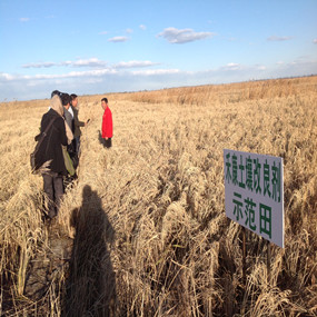 盐碱荒地改良种植水稻—2013年吉林白城电视台记者在我公司盐碱地改良示范田采访(图1)