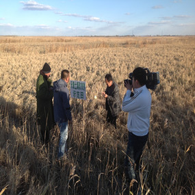 盐碱荒地改良种植水稻—2013年吉林白城电视台记者在我公司盐碱地改良示范田采访(图2)