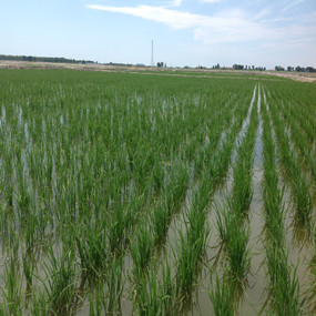 盐碱荒地改良种植水稻—2013 年吉林镇赉利用禾康改良盐碱荒地种稻当年取得高产(图3)