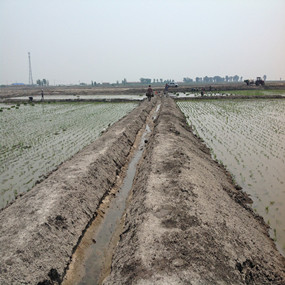 盐碱荒地改良种植水稻—2013 年吉林镇赉利用禾康改良盐碱荒地种稻当年取得高产(图2)