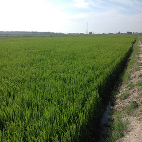 盐碱荒地改良种植水稻—2013 年吉林镇赉利用禾康改良盐碱荒地种稻当年取得高产(图5)