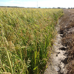 盐碱荒地改良种植水稻—2013 年吉林镇赉利用禾康改良盐碱荒地种稻当年取得高产(图6)
