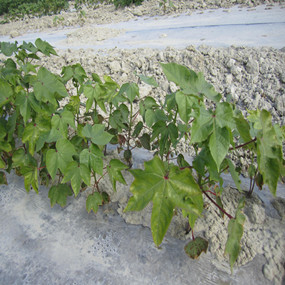 盐碱地改良种植棉花—2012年农五师91团盐碱地种植棉花使用禾康土壤改良剂报告(图2)