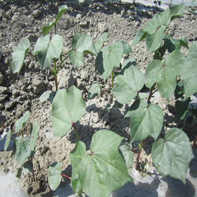 盐碱地改良种植棉花—2012年农五师91团盐碱地种植棉花使用禾康土壤改良剂报告(图3)