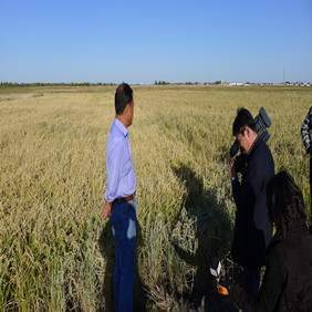 2011年央视7套记者王洪明赴内蒙古科右中旗采访盐碱地改良种稻全纪录(图6)