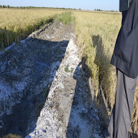 2011年央视7套记者王洪明赴内蒙古科右中旗采访盐碱地改良种稻全纪录(图7)