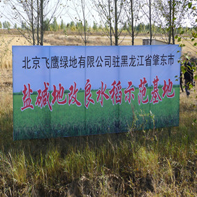 2011年央视7套记者王洪明赴黑龙江肇东采访盐碱地改良种稻全纪录(图1)