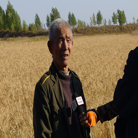 2011年央视7套记者王洪明赴黑龙江肇东采访盐碱地改良种稻全纪录(图3)