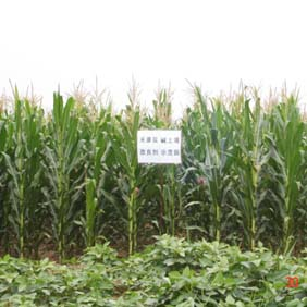 2007年陕西榆林市农业技术推广站应用禾康(图4)
