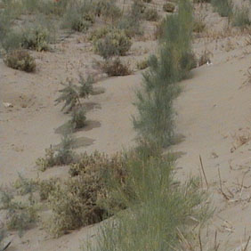 2006年国家项目新疆南疆沙漠绿化应用禾康(图1)