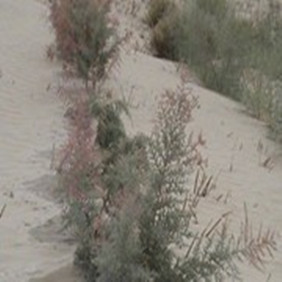 2006年国家项目新疆南疆沙漠绿化应用禾康(图4)