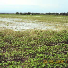 2005年新疆农八师122团盐碱荒地种棉花示范(图1)