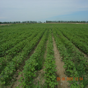 2005年新疆农八师122团盐碱荒地种棉花示范(图2)