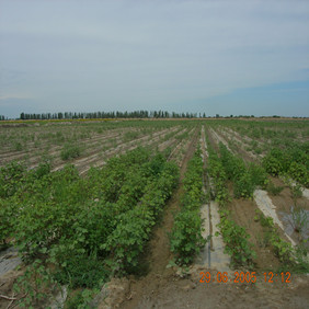 2005年新疆农八师122团盐碱荒地种棉花示范(图3)