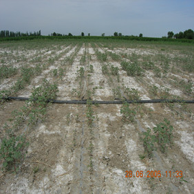 2005年新疆农八师122团盐碱荒地种棉花示范(图4)