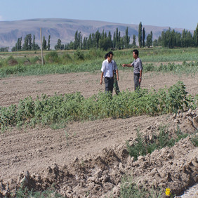 2004年新疆农四师新开荒地种油葵(图2)