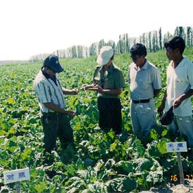 2004年新疆农四师70团低产田种甜菜(图1)