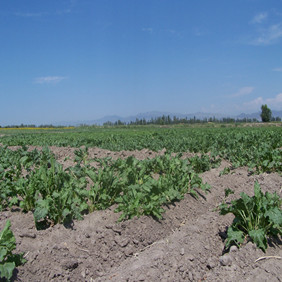 2004年新疆农四师70团低产田种甜菜(图2)