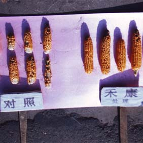 2003年新疆农四师70团低产田种玉米(图4)