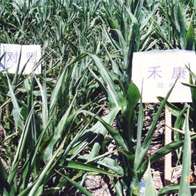 2003年新疆农四师70团低产田种玉米(图1)