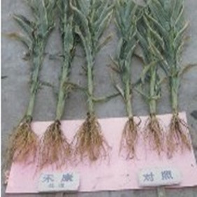 2003年新疆农四师70团低产田种玉米(图3)