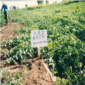 2002年新疆兵团农七师131团盐碱地改良种甜瓜示范(图4)