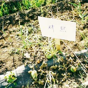 2002年新疆兵团农七师131团盐碱地改良种甜瓜示范(图3)