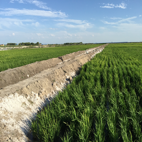 2015,吉林镇赉县盐碱荒地改良应用禾康当年成功种植水稻(图6)