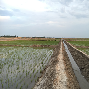 2015,吉林镇赉县盐碱荒地改良应用禾康当年成功种植水稻(图4)