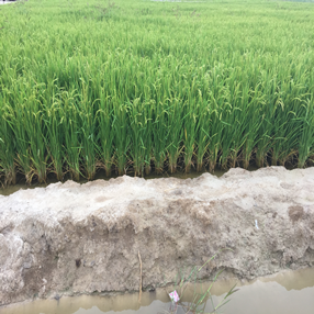 2015,吉林镇赉县盐碱荒地改良应用禾康当年成功种植水稻(图7)