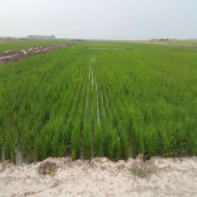 2015,吉林镇赉县盐碱荒地改良应用禾康当年成功种植水稻(图5)