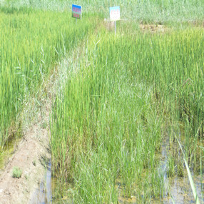 2015年，宁夏贺兰县政府招标项目应用禾康土壤改良剂(图2)