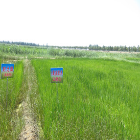2015年，宁夏贺兰县政府招标项目应用禾康土壤改良剂(图3)