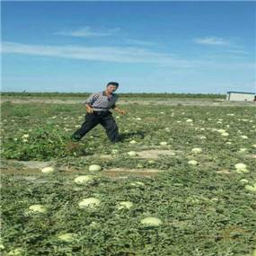  2014年，塔城客户改良2800亩盐碱荒地施用贡田土壤调理剂（商品名：禾康）种植打瓜、葫芦瓜、葵花，效果明显(图2)