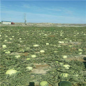  2014年，塔城客户改良2800亩盐碱荒地施用贡田土壤调理剂（商品名：禾康）种植打瓜、葫芦瓜、葵花，效果明显(图3)