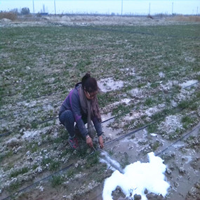 2014年，新疆奎屯开干齐乡重度盐碱地种植小麦施用贡田土壤调理剂 （商品名：禾康），效果显著(图2)