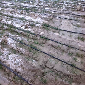 2014年，新疆奎屯开干齐乡重度盐碱地种植小麦施用贡田土壤调理剂 （商品名：禾康），效果显著(图4)