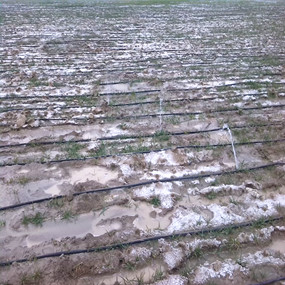 2014年，新疆奎屯开干齐乡重度盐碱地种植小麦施用贡田土壤调理剂 （商品名：禾康），效果显著(图3)