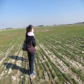 2014年，新疆奎屯开干齐乡重度盐碱地种植小麦施用贡田土壤调理剂 （商品名：禾康），效果显著(图1)