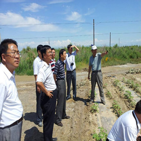 2013年河北张家口尚义县领导及专家到新疆伊犁考察盐碱地应用禾康项目(图3)