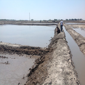 盐碱荒地改良种植水稻—2013 年吉林镇赉利用禾康改良盐碱荒地种稻当年取得高产(图1)