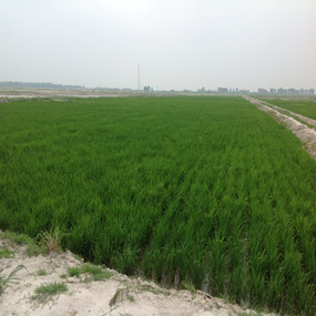 盐碱荒地改良种植水稻—2013 年吉林镇赉利用禾康改良盐碱荒地种稻当年取得高产(图4)