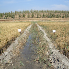 2010年吉林盐碱地改良种稻示范(图8)