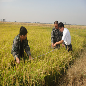 2010年吉林盐碱地改良种稻示范(图4)